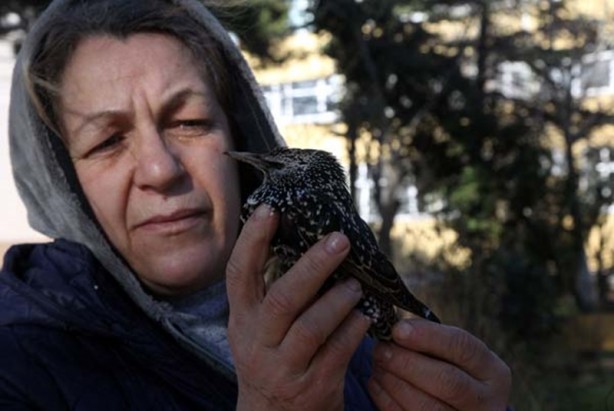 Foto - Kırklareli'nde esrarengiz olay! Kuşlar ölüyor