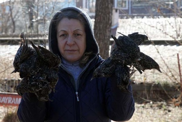 Foto - Kırklareli'nde esrarengiz olay! Kuşlar ölüyor