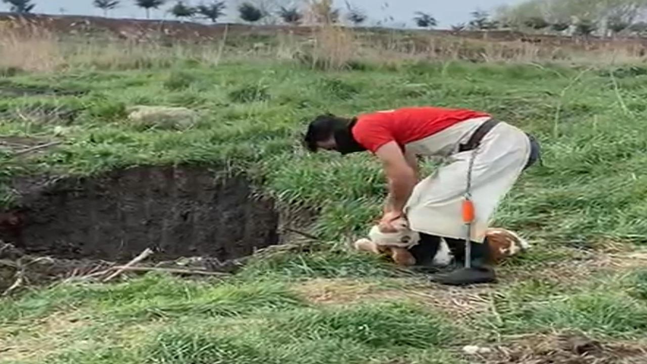 Foto - Kırklareli'nde kaçak hayvan operasyonu: 12 buzağı itlaf edildi