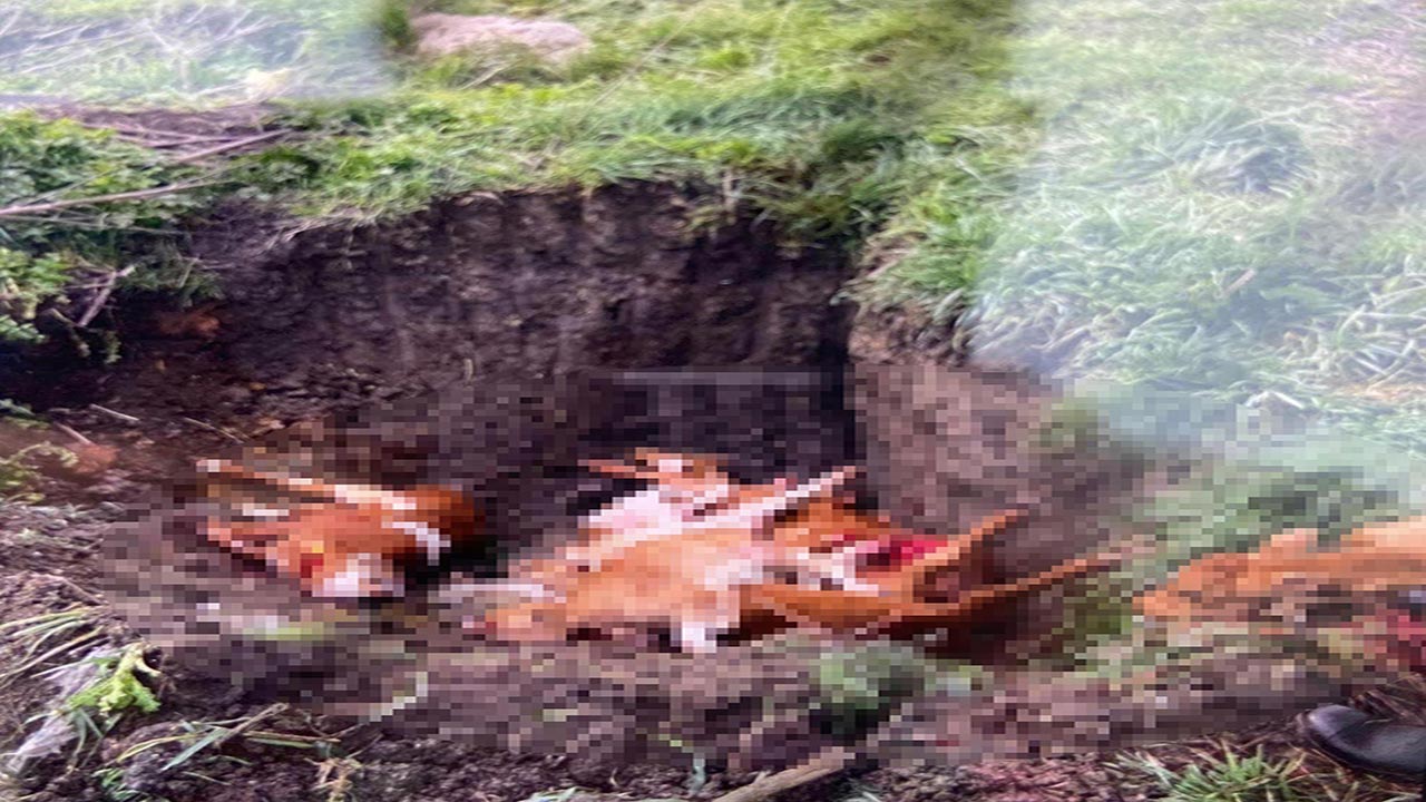 Kırklareli'nde kaçak hayvan operasyonu: 12 buzağı itlaf edildi