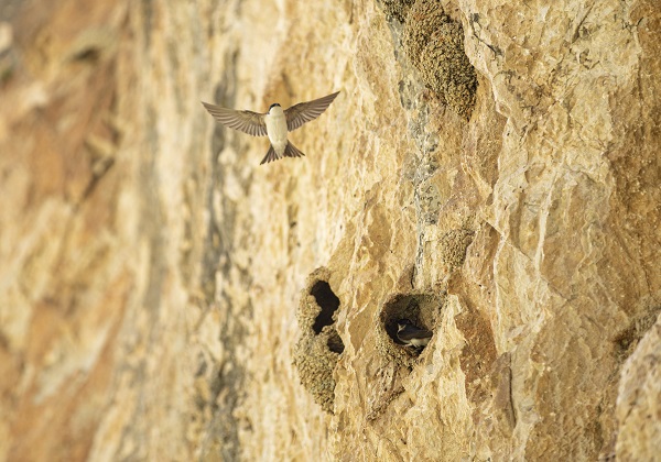Foto - Kırlangıçların yaptığı yuvalar depremde hasar görmedi