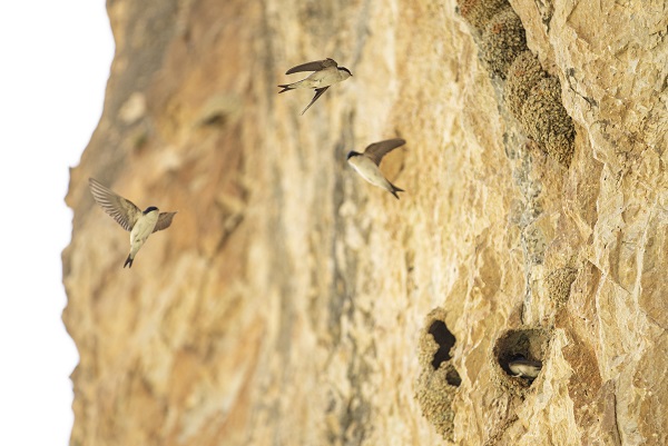 Foto - Kırlangıçların yaptığı yuvalar depremde hasar görmedi