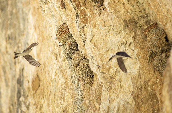 Foto - Kırlangıçların yaptığı yuvalar depremde hasar görmedi