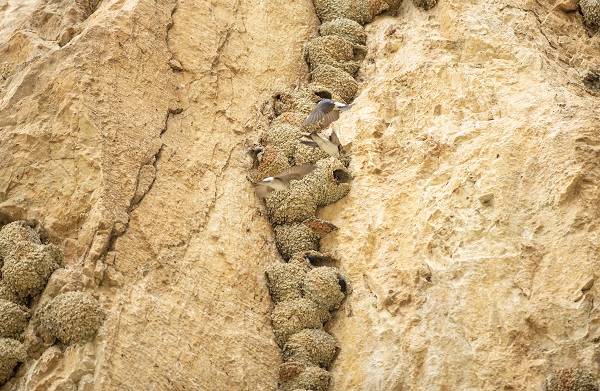 Foto - Kırlangıçların yaptığı yuvalar depremde hasar görmedi