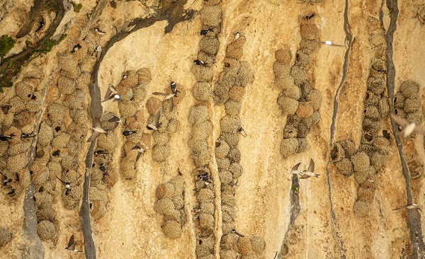 Foto - Kırlangıçların yaptığı yuvalar depremde hasar görmedi