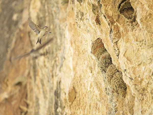 Foto - Kırlangıçların yaptığı yuvalar depremde hasar görmedi