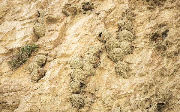 Foto - Kırlangıçların yaptığı yuvalar depremde hasar görmedi