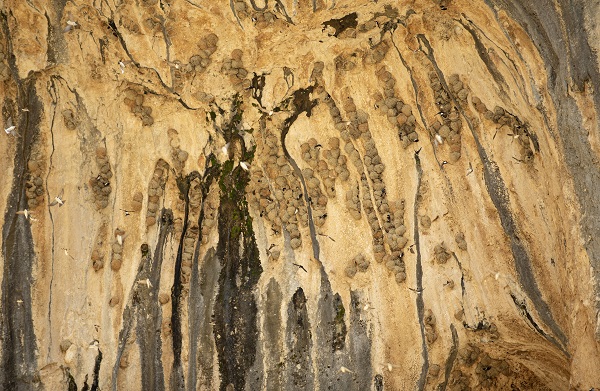 Foto - Kırlangıçların yaptığı yuvalar depremde hasar görmedi