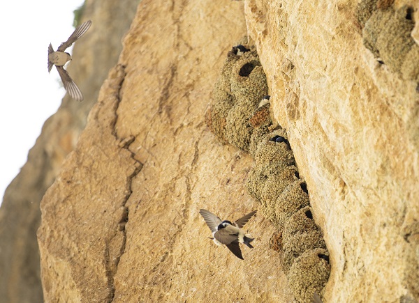 Foto - Kırlangıçların yaptığı yuvalar depremde hasar görmedi