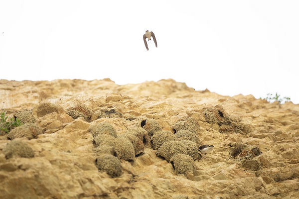 Foto - Kırlangıçların yaptığı yuvalar depremde hasar görmedi