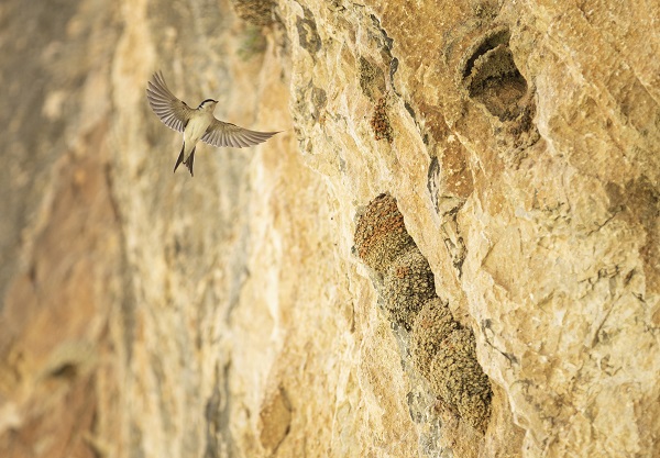 Foto - Kırlangıçların yaptığı yuvalar depremde hasar görmedi