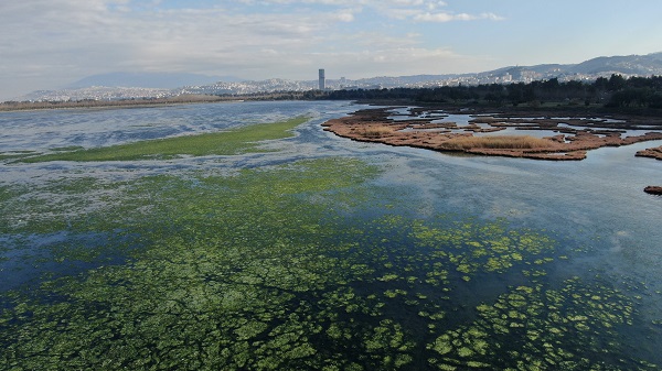 Foto - Kirliliğe kesin çözüm! Deniz marulları artık bunun için kullanılacak