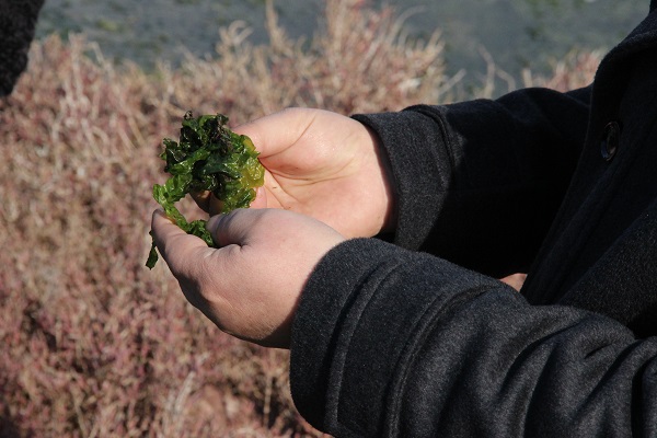 Foto - Kirliliğe kesin çözüm! Deniz marulları artık bunun için kullanılacak