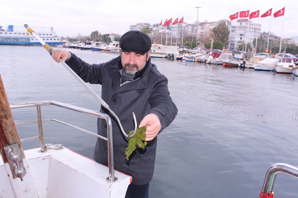 Foto - Kirliliğe kesin çözüm! Deniz marulları artık bunun için kullanılacak