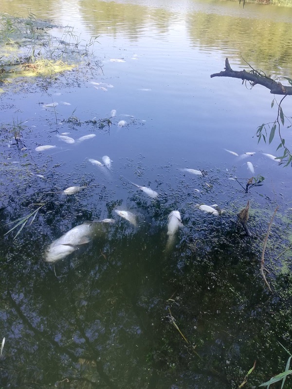 Foto - Kirlilik bu hale getirdi! Dünyanın sayılı güzellikleri can çekişiyor