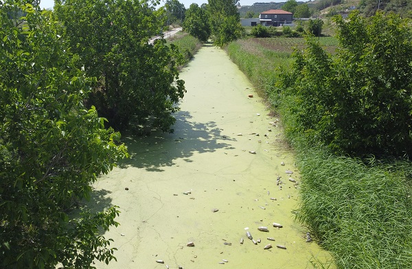 Foto - Kirlilik yüzünden bu hale geldi