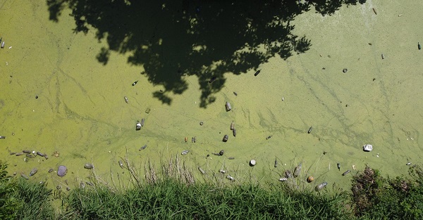 Foto - Kirlilik yüzünden bu hale geldi