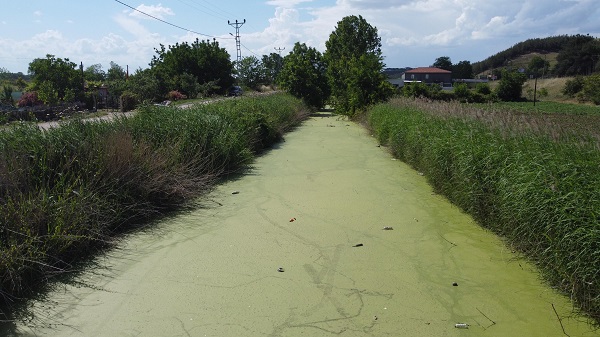 Foto - Kirlilik yüzünden bu hale geldi