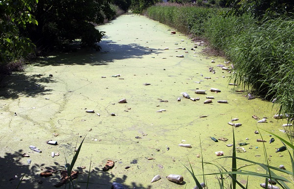 Foto - Kirlilik yüzünden bu hale geldi