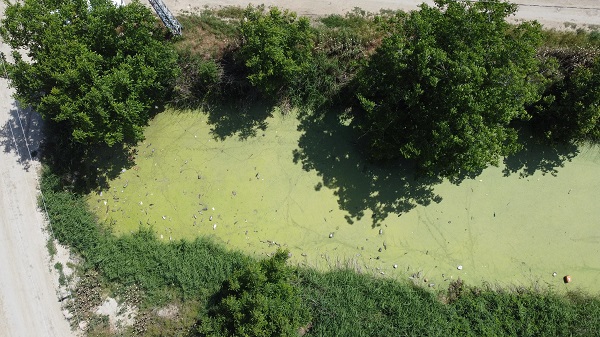Foto - Kirlilik yüzünden bu hale geldi