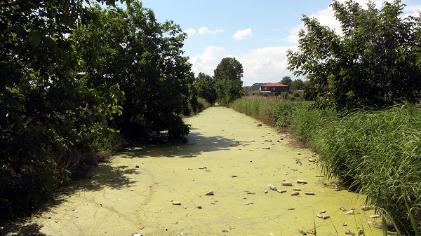 Foto - Kirlilik yüzünden bu hale geldi