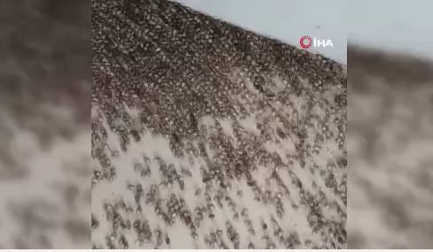 Foto - Kırmızı alarm verildi! Herkes acil toplansın! Harekete geçtiklerini duyurdular