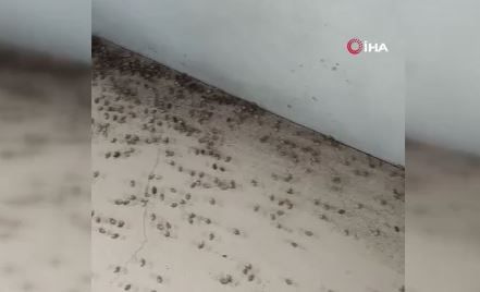 Foto - Kırmızı alarm verildi! Herkes acil toplansın! Harekete geçtiklerini duyurdular