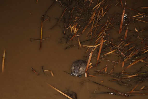 Foto - Kırmızı alarm verilmişti! Tunca Nehri'nde su maymunları görüntülendi