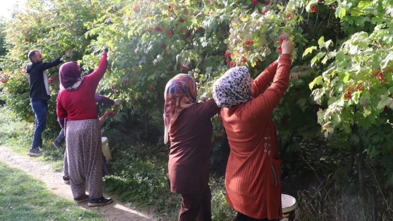 Foto - 'Kırmızı altın' hasadı başladı: Bidonunu 500 liradan satıyorlar!