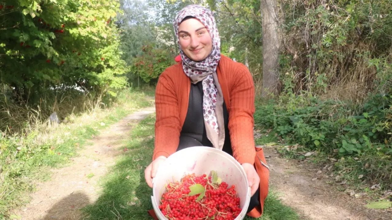 Foto - 'Kırmızı altın' hasadı başladı: Bidonunu 500 liradan satıyorlar!