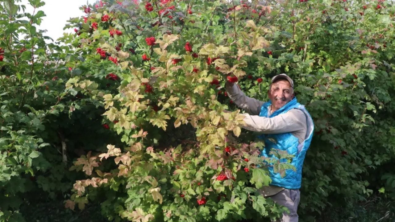 Foto - 'Kırmızı altın' hasadı başladı: Bidonunu 500 liradan satıyorlar!