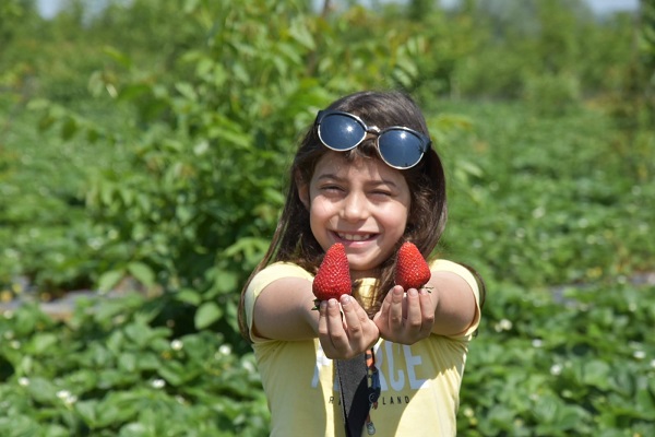 Foto - 'Kırmızı elmas'tan beklenti 500 milyon TL