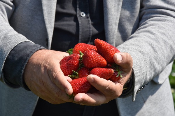 Foto - 'Kırmızı elmas'tan beklenti 500 milyon TL