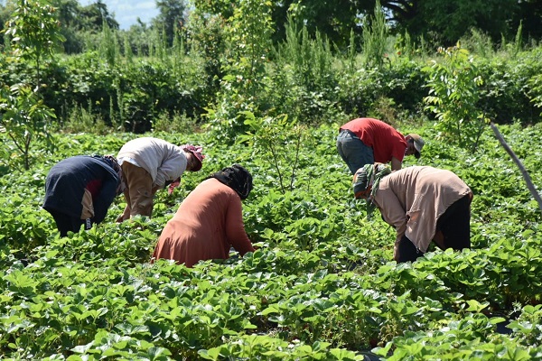 Foto - 'Kırmızı elmas'tan beklenti 500 milyon TL