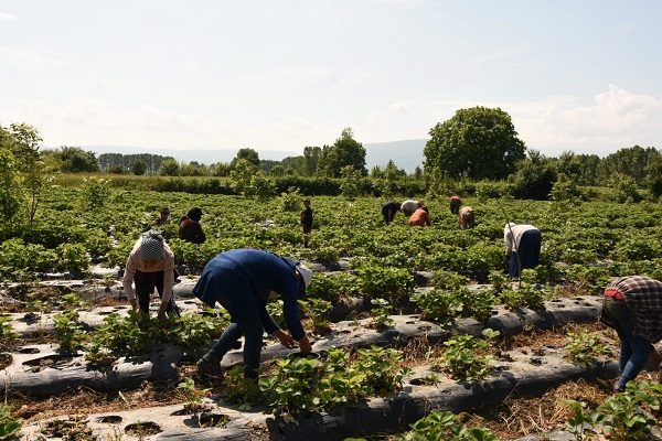 Foto - 'Kırmızı elmas'tan beklenti 500 milyon TL