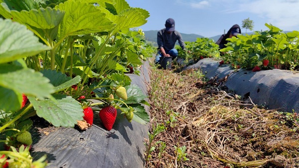 Foto - 'Kırmızı elmas'tan beklenti 500 milyon TL