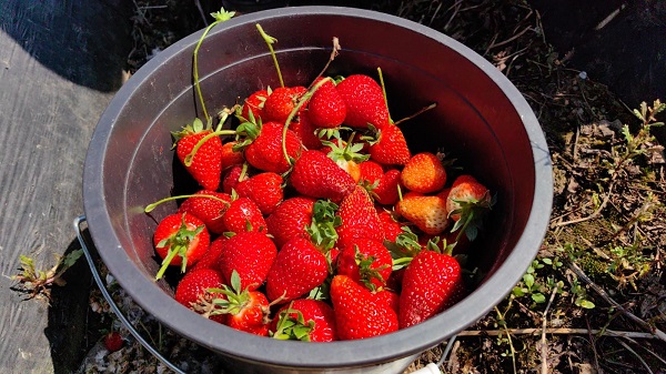 'Kırmızı elmas'tan beklenti 500 milyon TL