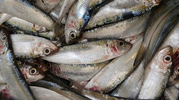 Foto - Kırmızı et fiyatları uçtu! Siirtliler çözümü buldu