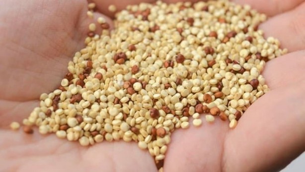 Foto - Kırmızı etten daha fazla demir bulunan gıdalar