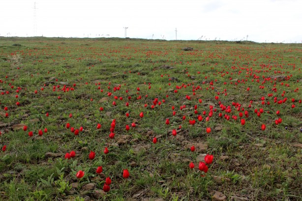 Foto - Kırmızı laleler sadece 93 harbinde binlerce Mehmetçiğin şehit düştüğü siperlerde yetişiyor