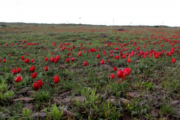 Foto - Kırmızı laleler sadece 93 harbinde binlerce Mehmetçiğin şehit düştüğü siperlerde yetişiyor