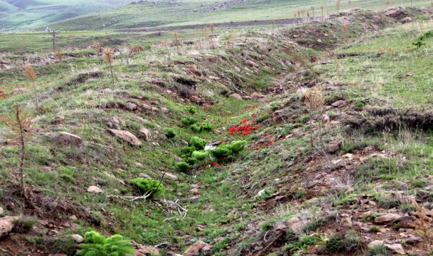 Foto - Kırmızı laleler sadece 93 harbinde binlerce Mehmetçiğin şehit düştüğü siperlerde yetişiyor