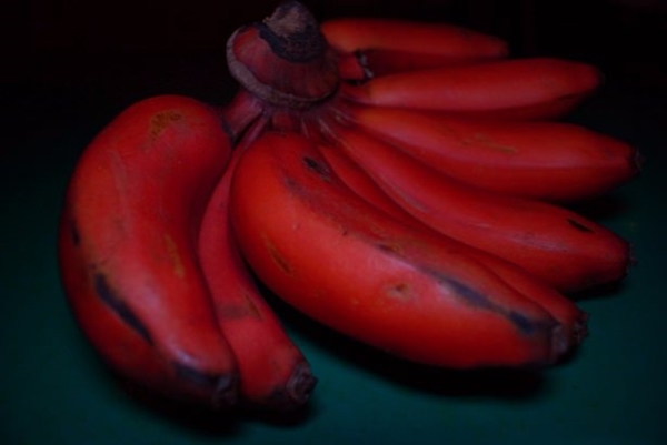 Foto - Kırmızı muz görmüş müydünüz?