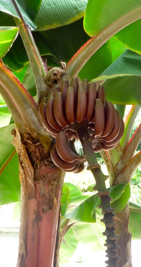 Foto - Kırmızı muz görmüş müydünüz?