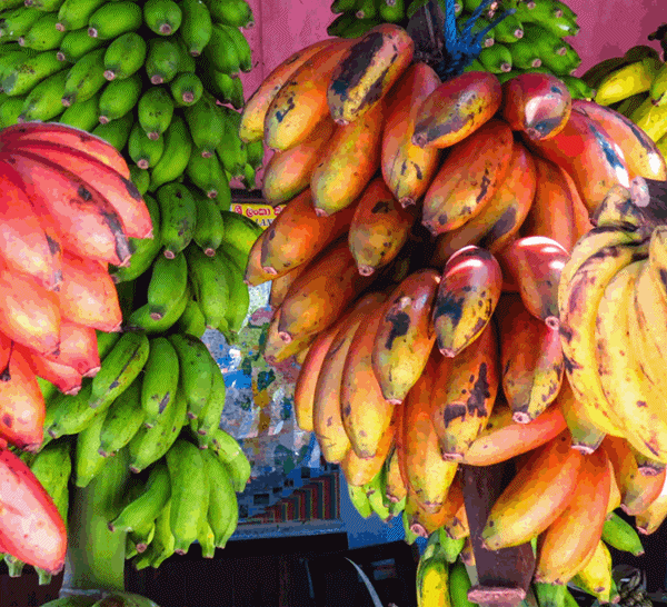 Foto - Kırmızı muz görmüş müydünüz?