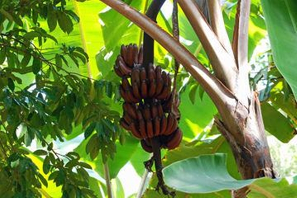 Foto - Kırmızı muz görmüş müydünüz?