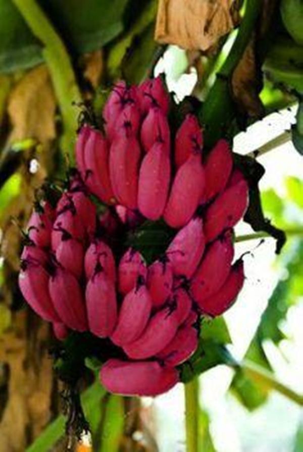 Foto - Kırmızı muz görmüş müydünüz?