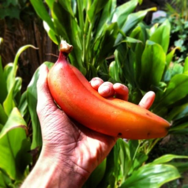 Foto - Kırmızı muz görmüş müydünüz?