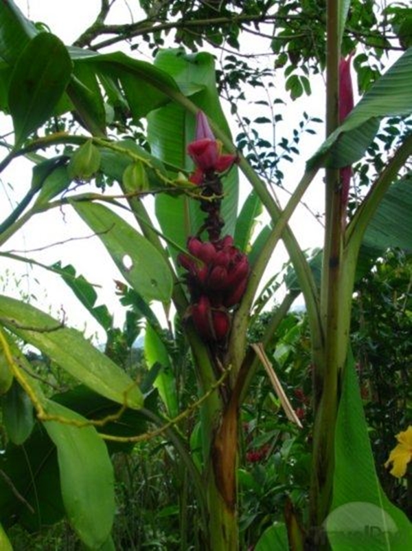 Foto - Kırmızı muz görmüş müydünüz?