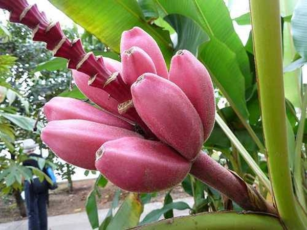 Foto - Kırmızı muz görmüş müydünüz?